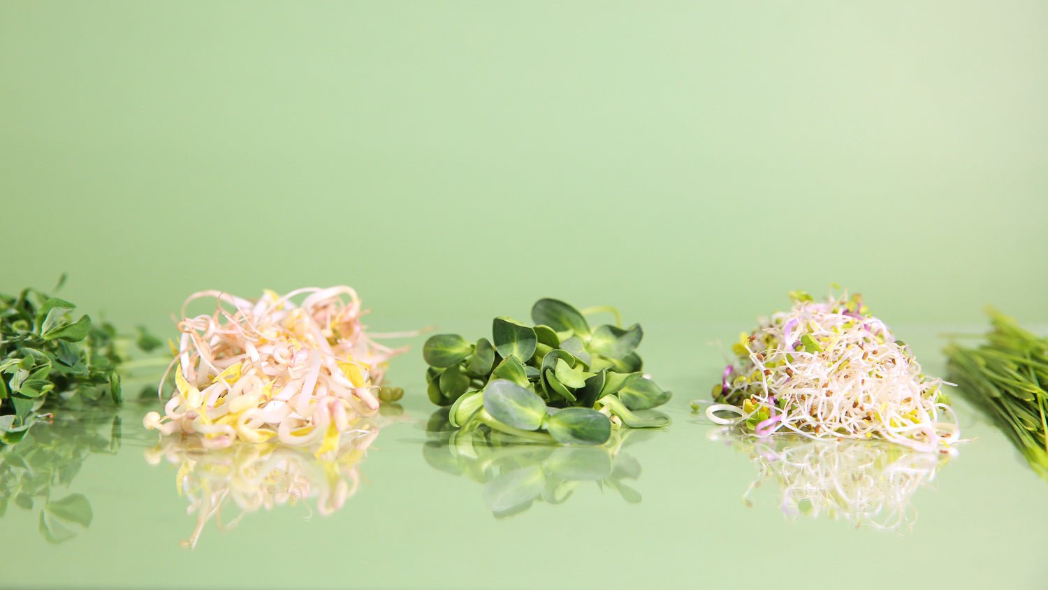 HOME SPROUTING - Sproutman