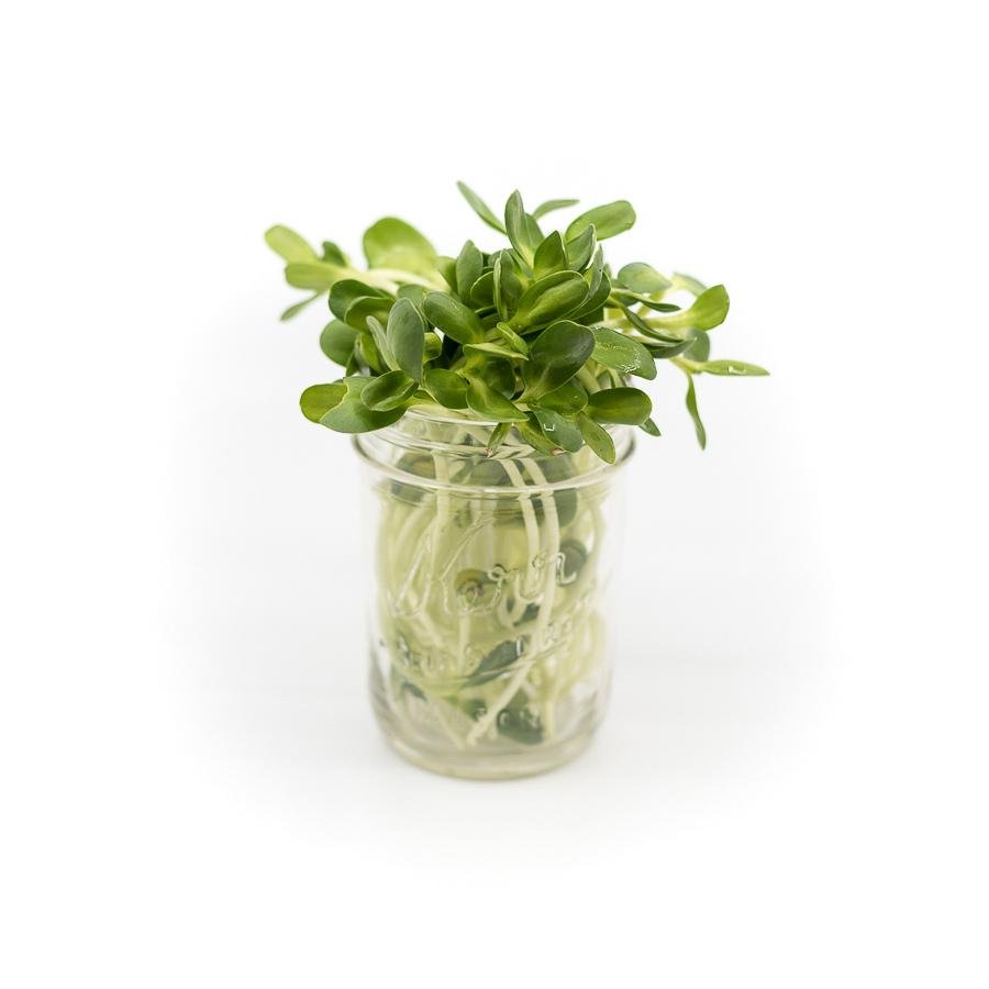 Fresh Wheatgrass & Micro-Greens – Delivered - Sproutman