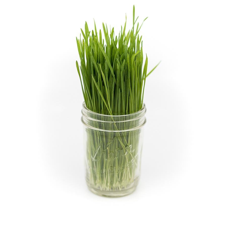 Fresh Wheatgrass & Micro-Greens – Delivered - Sproutman