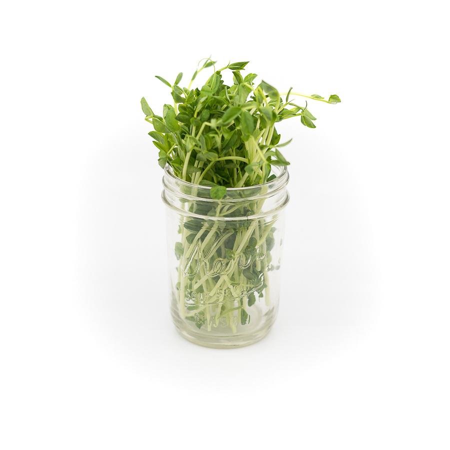 Fresh Wheatgrass & Micro-Greens – Delivered - Sproutman