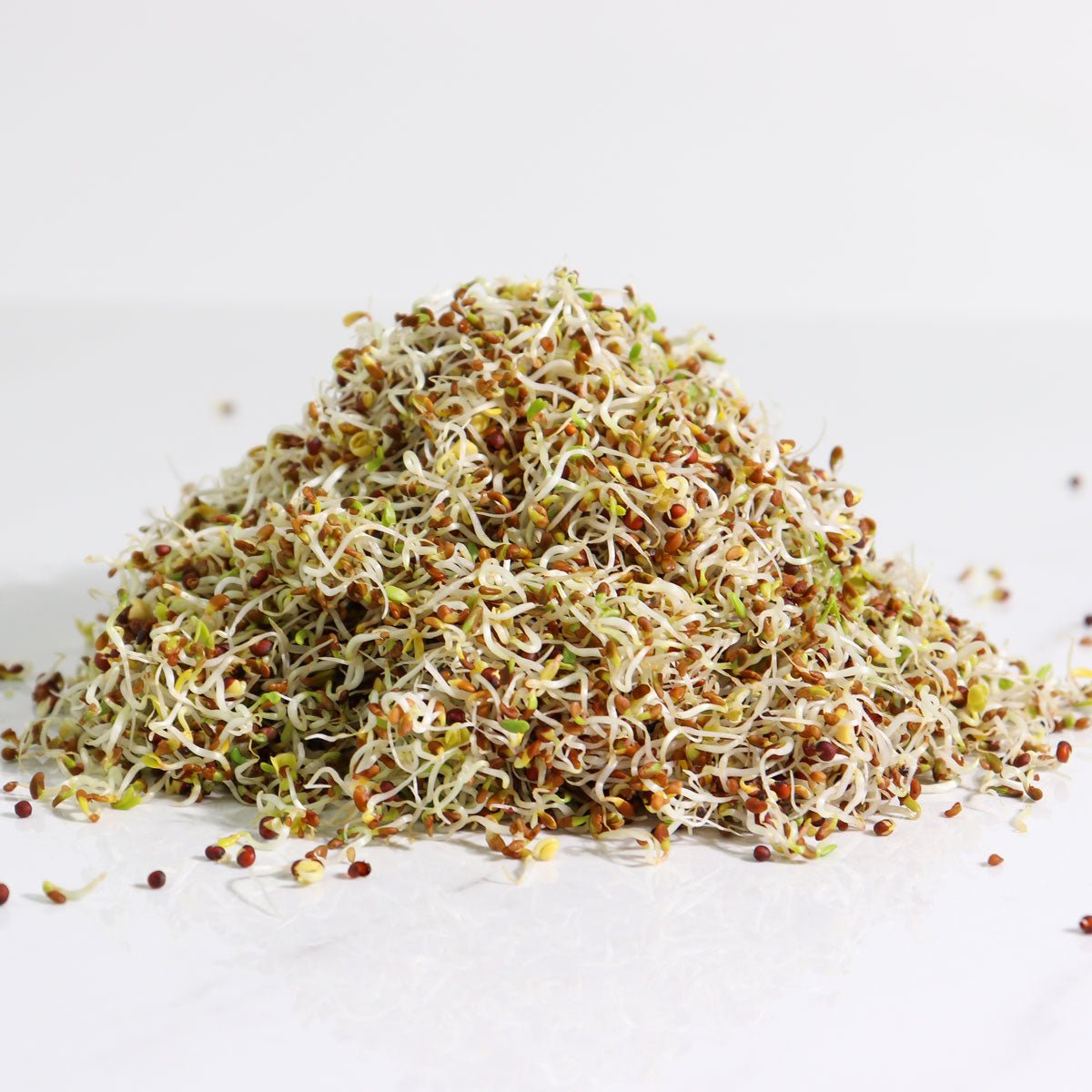 Organic Alfa-Broc Sprouting Seed - Sproutman