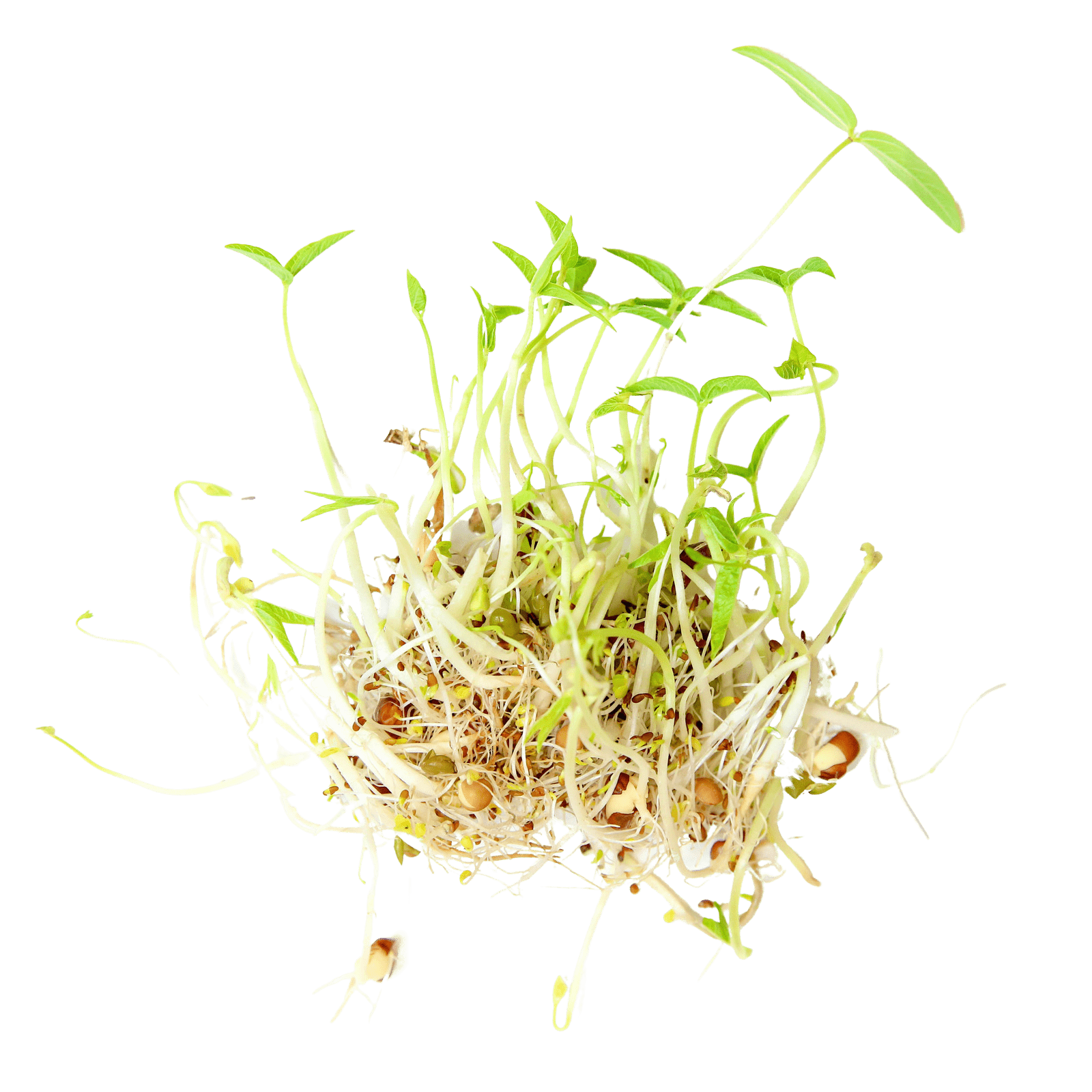 Organic Beans + Greens Sprouting Seed - Sproutman