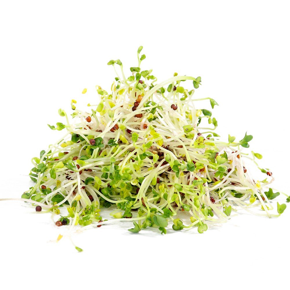 Organic Broccoli Sprouting Seed - Sproutman