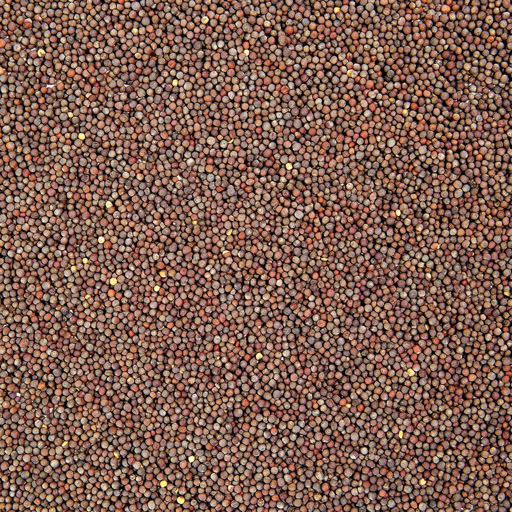 Organic Broccoli Sprouting Seed - Sproutman