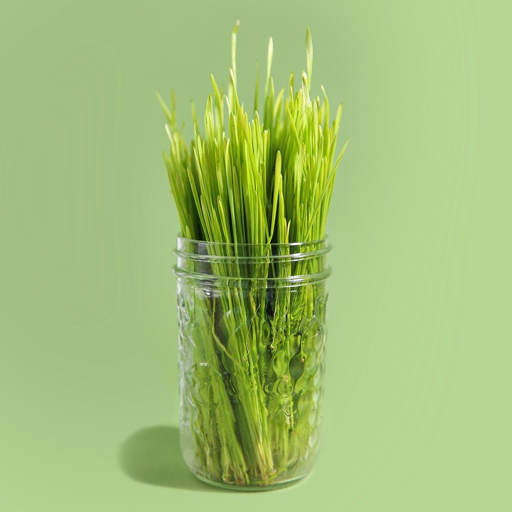 Organic Wheatgrass Sprouting Seed - Sproutman