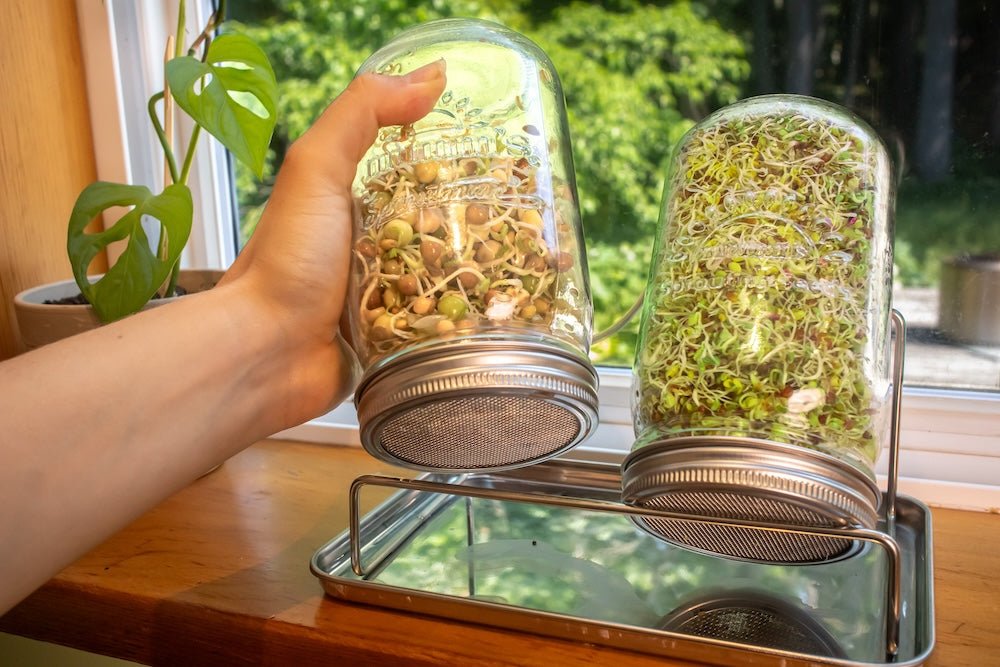 Sprouting Kits - Start Sprouting Today | Sproutman
