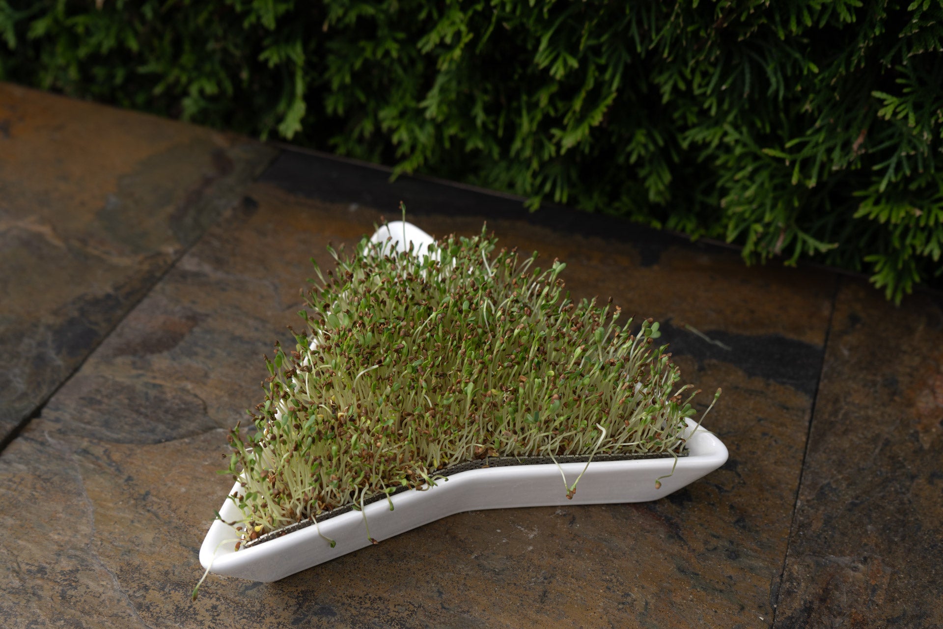 Euro Tray Sprouter - Sproutman