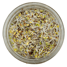 Happy Gut Microbiome Blend - Sproutman