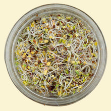 Happy Gut Microbiome Blend - Sproutman