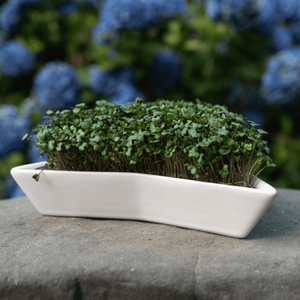 Organic Broccoli Microgreen Seed - Sproutman