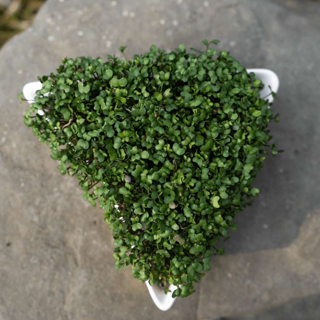 Organic Broccoli Microgreen Seed - Sproutman