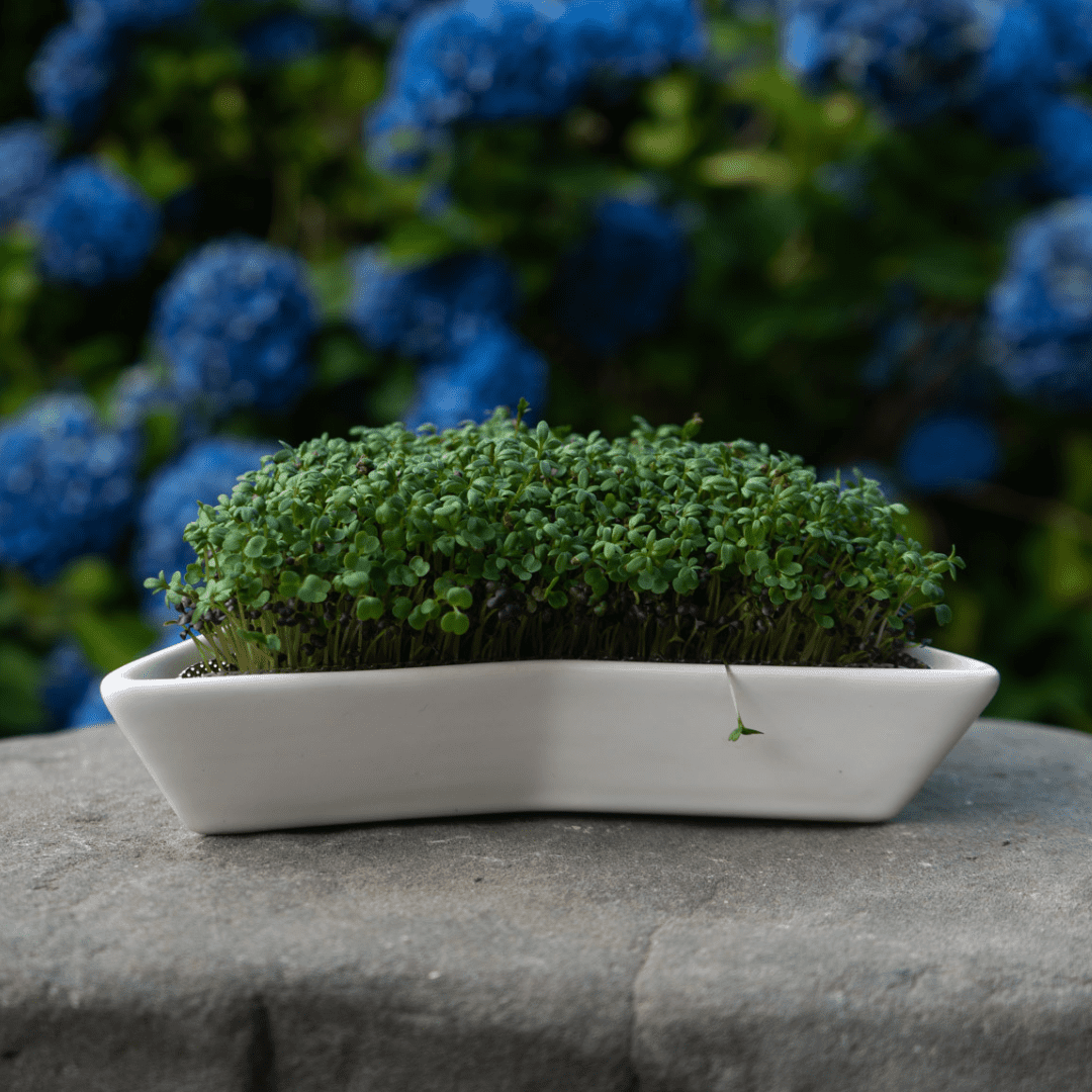 Organic Spicy Microgreen Blend Seed - Sproutman