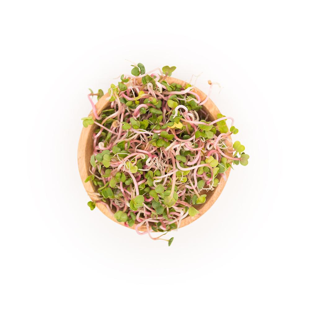 Fresh Wheatgrass & Micro-Greens – Delivered - Sproutman