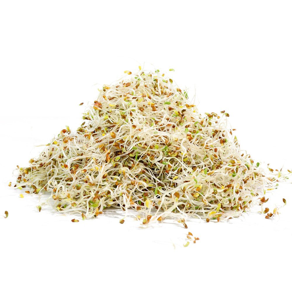 Organic Alfalfa Sprouting Seed - Sproutman