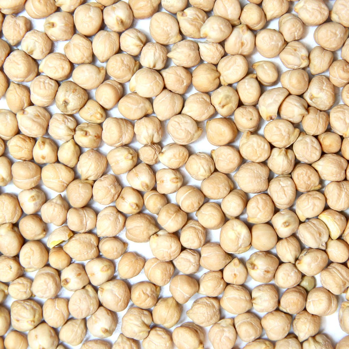 Garbanzo Bean Seeds Garbanzo Bean Seeds