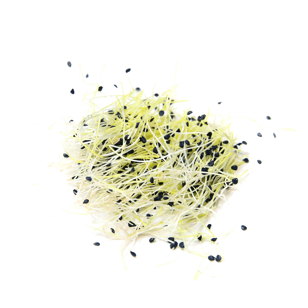 Sprouted Chive Organic Garlic Chive Sprouting Seed | Sproutman