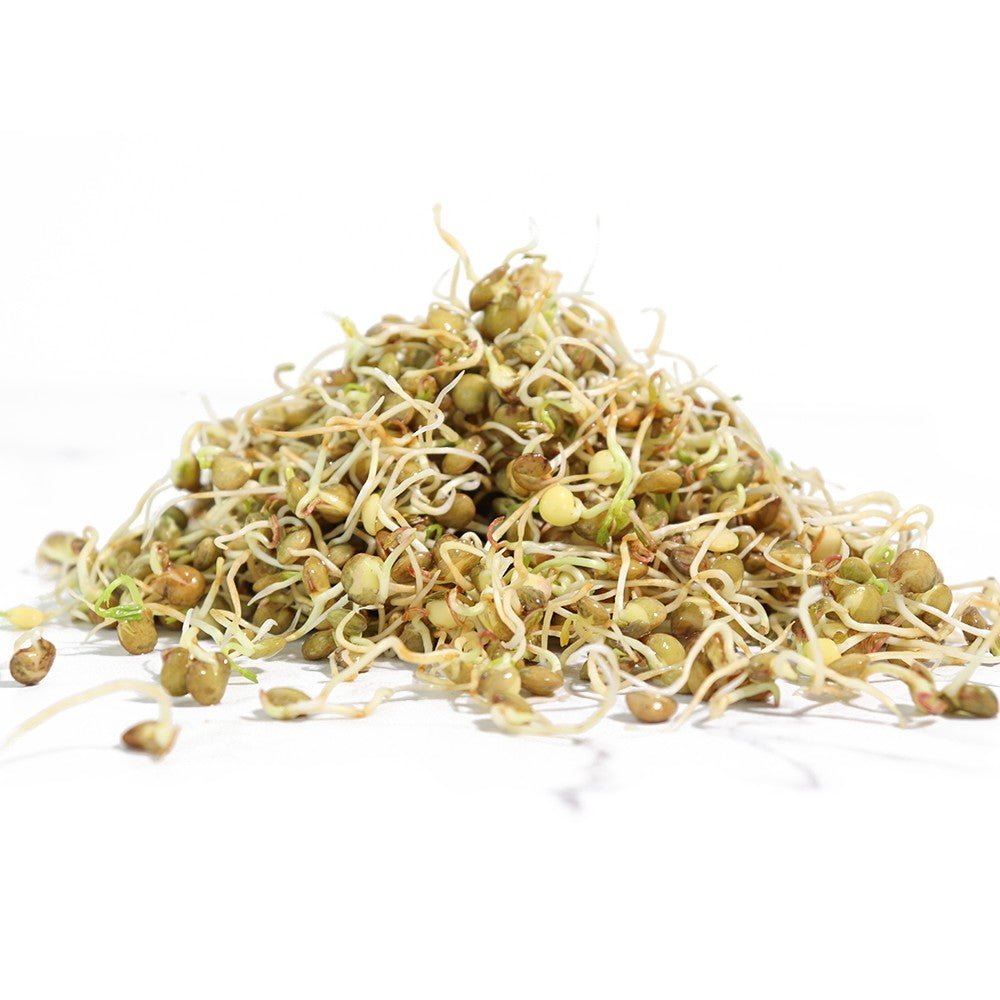 Organic Lentil Sprouting Seed - Sproutman