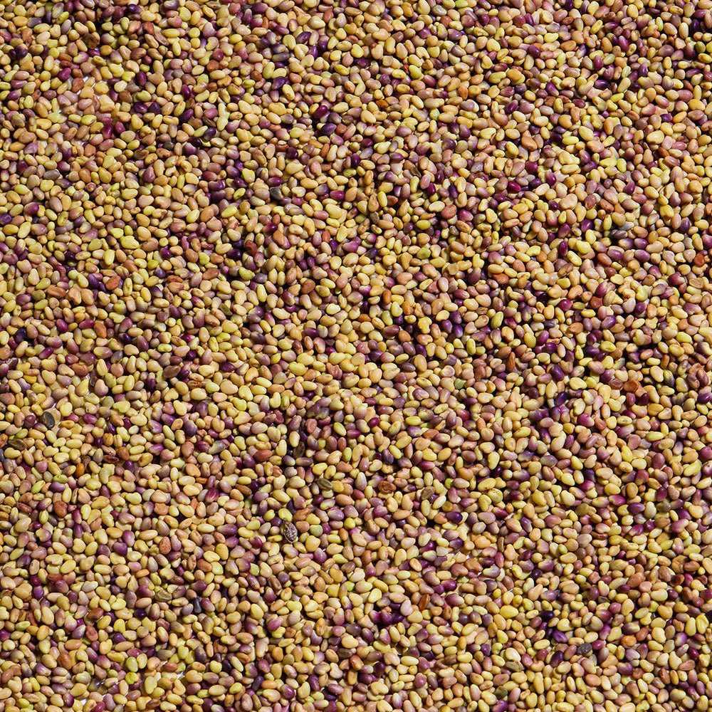 Organic Red Clover Sprouting Seed - Sproutman