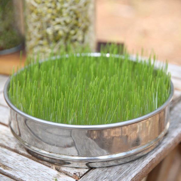 Jointer Sprout テンカラ Turio Expandable Sprout Tower - Sproutman®